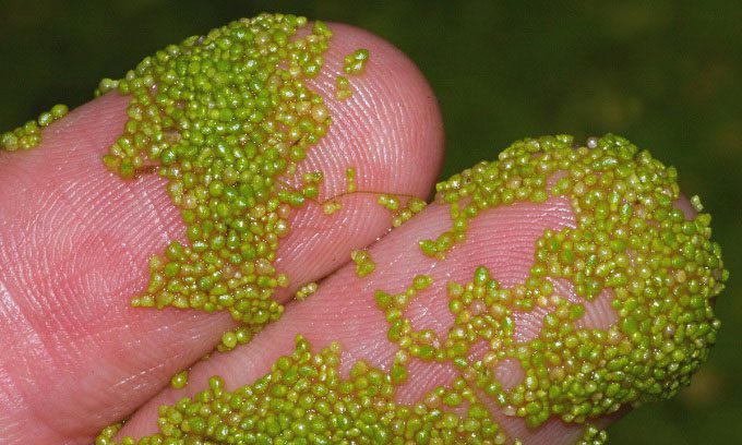 Watermeal on a person's fingertip, each spot smaller than 1 mm is a separate plant.
