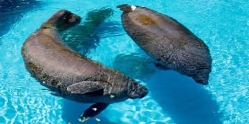 big capsized ship to be rescued after dozens of years of oil spillage 131406