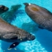 big capsized ship to be rescued after dozens of years of oil spillage 131406