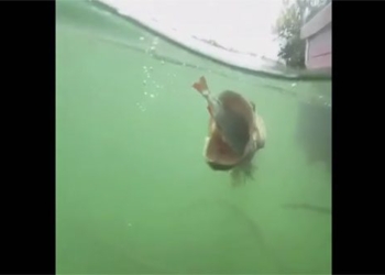 big fish swallowing small fish rare scenery attracting hundreds of thousands of views 131263