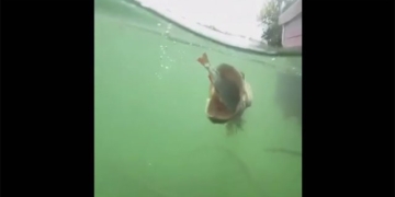 big fish swallowing small fish rare scenery attracting hundreds of thousands of views 131263