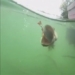 big fish swallowing small fish rare scenery attracting hundreds of thousands of views 131263