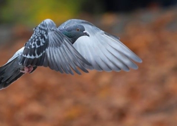 bird data transmission faster than fiber optic internet 129670