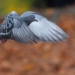 bird data transmission faster than fiber optic internet 129670