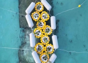 bird structure system in the middle of the sea 129261