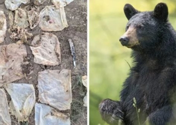 black bear attacks with human waste 129884