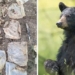 black bear attacks with human waste 129884