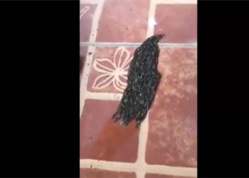 black creature moves on the floor and the truth about hair raising 129960