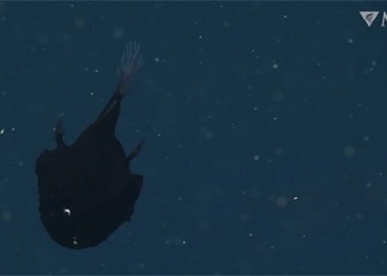black super cat rarely seen at 800m depth 131038