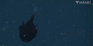 black super cat rarely seen at 800m depth 131038