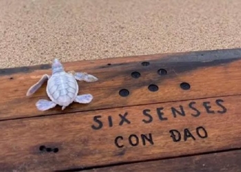 blanche chu sea turtle bach tang chao doi at six senses con dao 130562