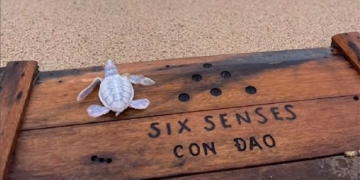 blanche chu sea turtle bach tang chao doi at six senses con dao 130562