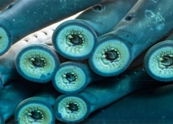 blood sucking fish survives 4 amazing long journeys 130020