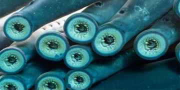 blood sucking fish survives 4 amazing long journeys 130020