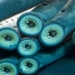 blood sucking fish survives 4 amazing long journeys 130020