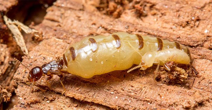Physogastry is the enlarged abdomen of insects.