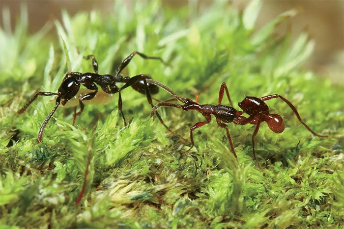 In this photo, can you distinguish between the ant and the beetle masquerading as an ant?