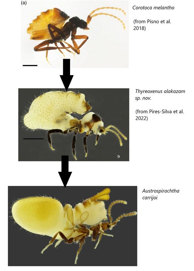 bo Austrospirachtha carrijoi 4