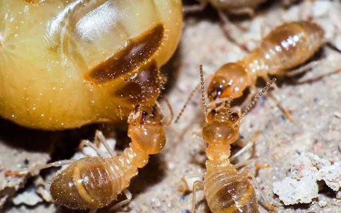 Termites often feed each other through such "kisses."