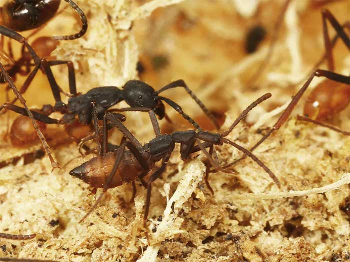 A beetle (below) caught while mimicking army ants (above)