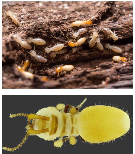 The Austrospirachtha carrijoi beetles were discovered as a completely new species.