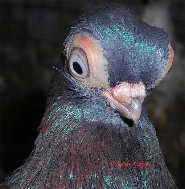 Budapest bug-eyed pigeon.