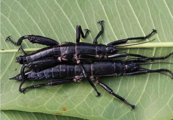 This is one of the strangest insects in the world.