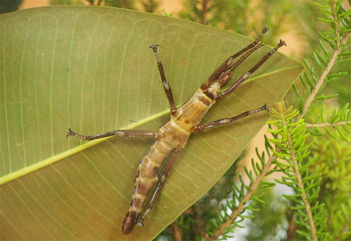 Young stick insects are bright green and active during the day.