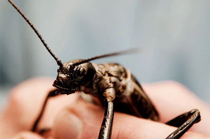 20 stick insects have been returned to a special habitat on Lord Howe Island.