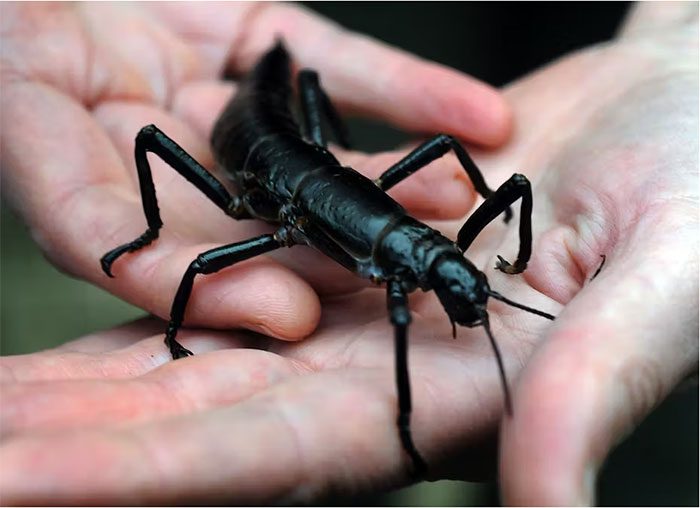 Lord Howe stick insect.