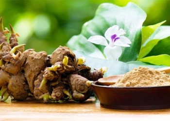 breakthrough research on the most common native species in vietnam with cancer preventive effects 129544