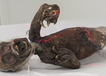 brother scan decrypt mystery mummified human fish 130600