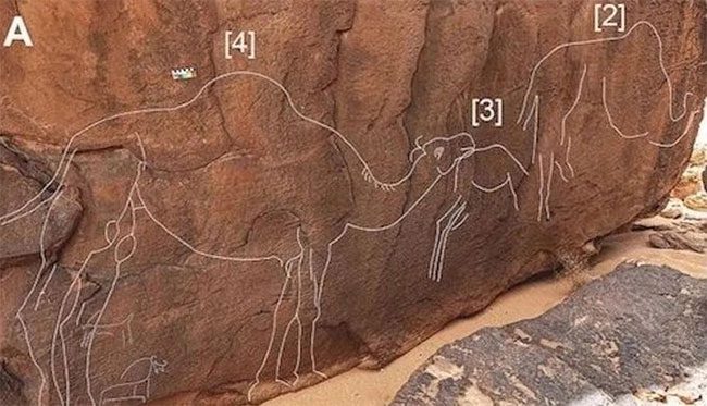 Mysterious camel carvings in the Saudi Arabian desert