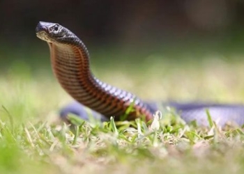buy rare snakes early as australia experiences unusually high temperatures 129310
