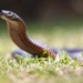 buy rare snakes early as australia experiences unusually high temperatures 129310