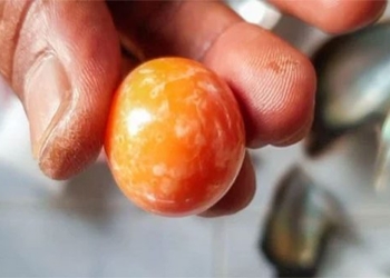 buy snails to eat men surprisingly exchange the smallest thing is orange 129478