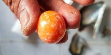 buy snails to eat men surprisingly exchange the smallest thing is orange 129478