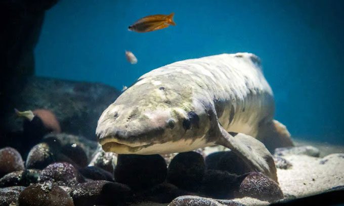 Methuselah Fish
