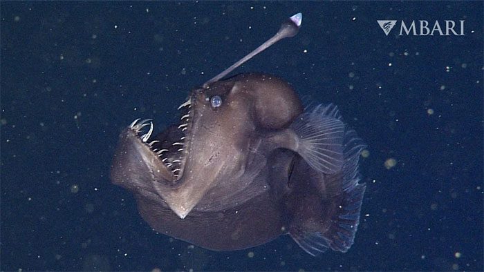 Anglerfish with bioluminescent capability.