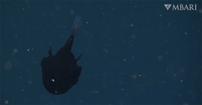 The skin of this fish contains a large number of melanosomes - cells that hold melanin pigments.