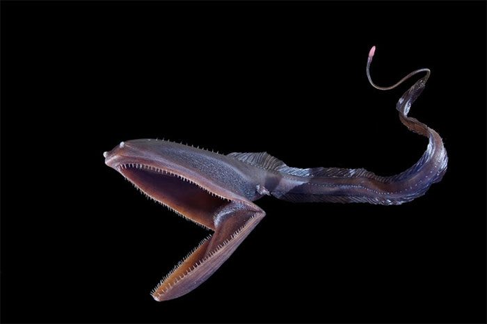 Pelican Eel with an "unusual" wide mouth