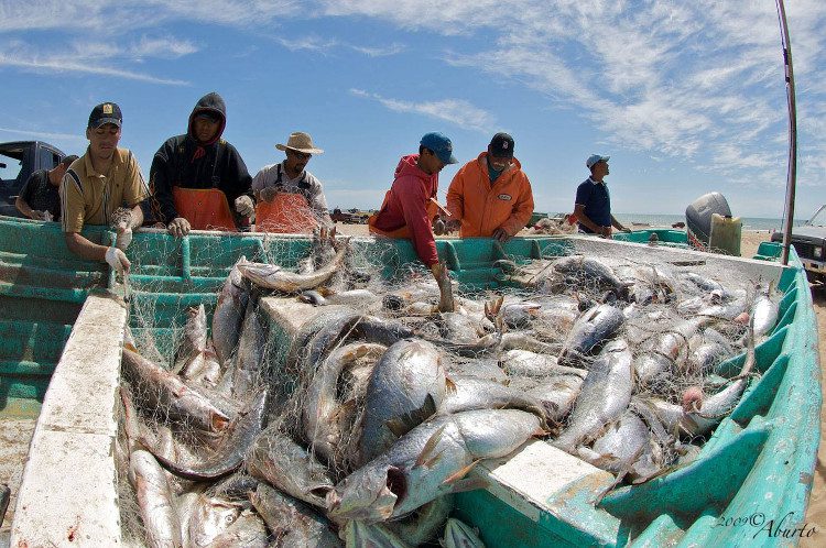 Corvina fish are heavily caught