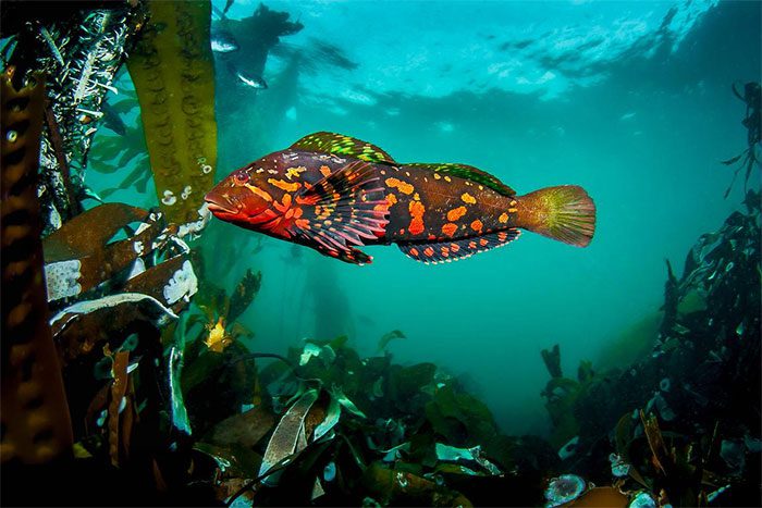Scientists are unsure why greenlings have blue pigments in their tissues