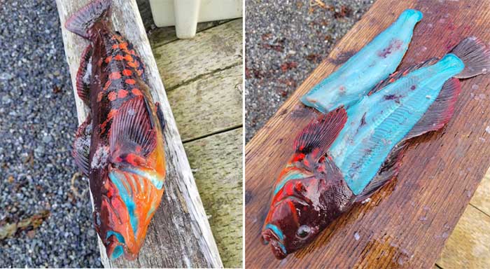 Greenling