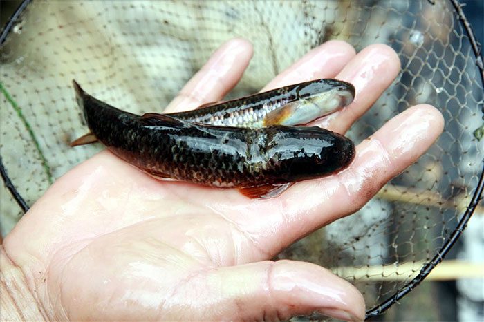 The Bitter Fish is very clever and hard to catch.
