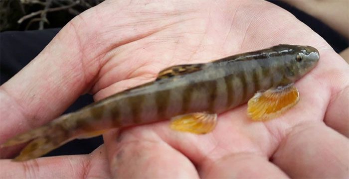 The Bitter Fish is a native, very rare fish.