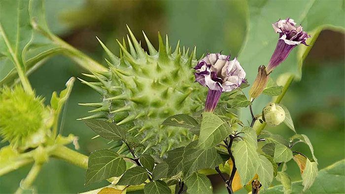 Deadly Nightshade is used to treat conditions such as asthma and sinusitis.