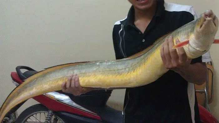 The lạc fish buries itself in mud and only comes out at night to feed.