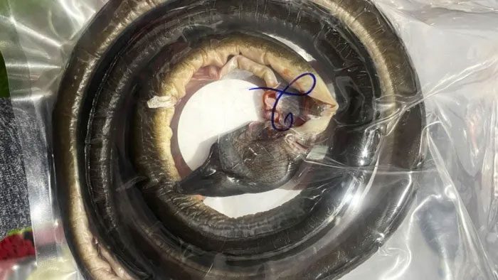 Adult fish can reach lengths of up to 2 meters and weigh several dozen kilograms.