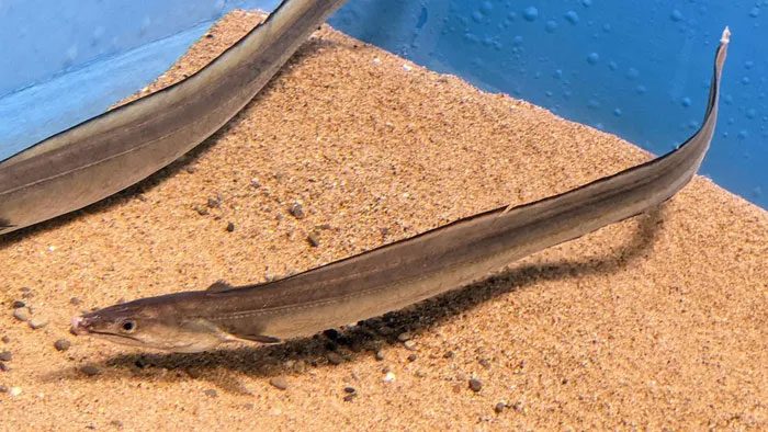 The gray mullet resembles an eel, with a rounded body.